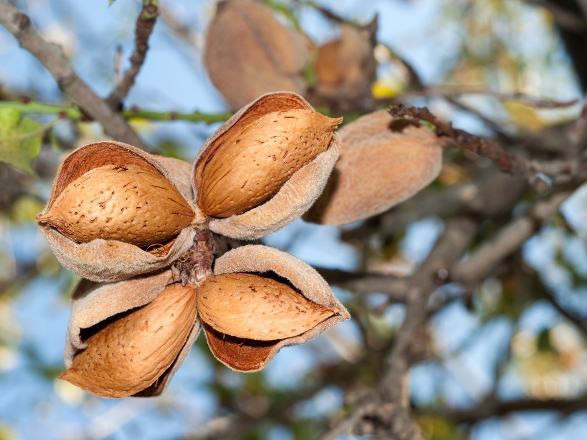 Amaël MALLEMONT Pôle Santé les Pléiades protéine végétale amandes